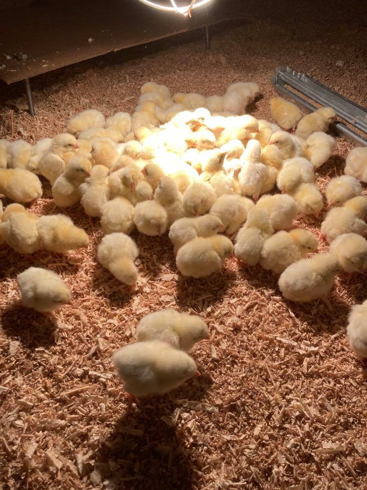 Broilers day old 2021.jpg