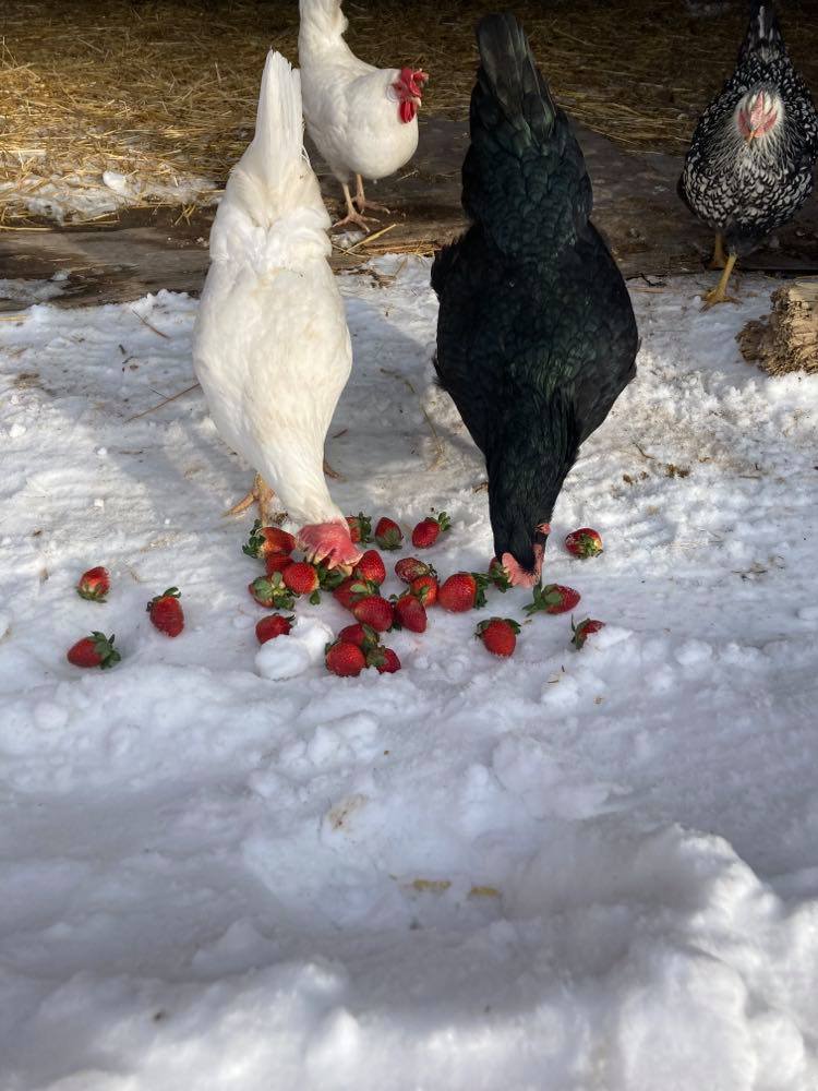 Chickens Eating Strawberries.jpg