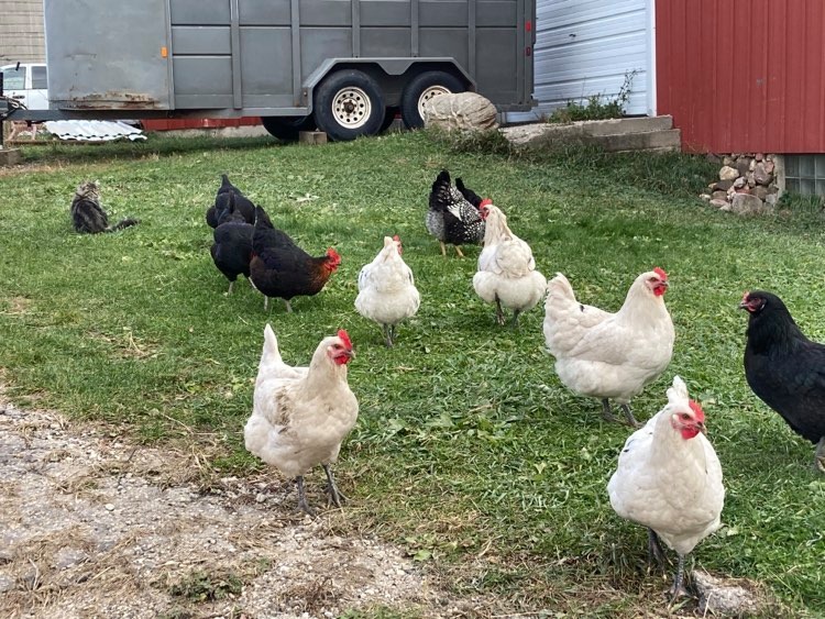 chickens and cat.jpg